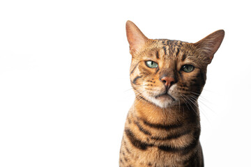 brown spotted bengal cat with green eyes looking at camera isolated on white background