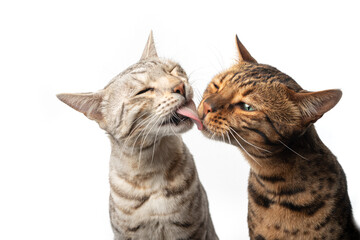 two different colored bengal cats side by side grooming licking each other showing affection isolated on white background - obrazy, fototapety, plakaty