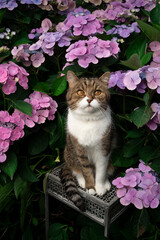 tabby white british shorthair cat sitting under blooming hydrangea plant with pink blossoms...