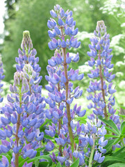 delicate blue lupines (Lupinus) bloom in summer