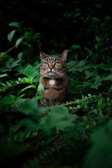 Naklejka na ściany i meble curious tabby cat outdoors sitting amid green plants and bushes observing nature