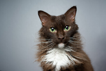 chocolate white brown LaPerm Cat with curly longhair fur looking at camera curiously on gray...