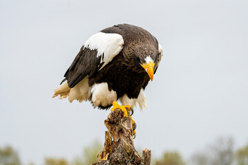 Steller's sea eagle sits on a stump against the background of sky and trees