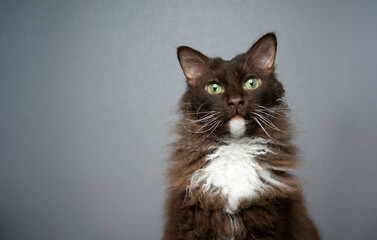 chocolate white brown LaPerm Cat with green eyes and  curly longhair fur looking at camera on gray...