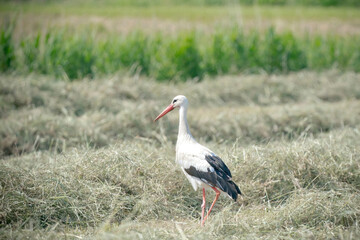 Obraz na płótnie Canvas White stork standing in the hay on the meadow. With shadow, viewed from the side. In Vintage Colors