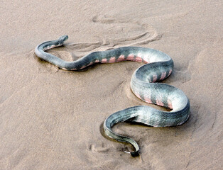 snake on the beach