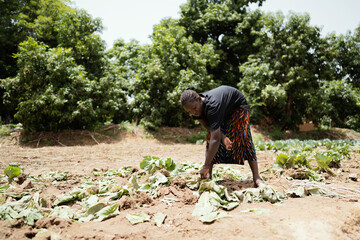 Young black woman harvesting the last remains of a poor cabbage field in West Africa
