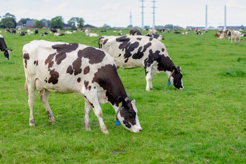 Fototapeta na wymiar A group of black and white Dutch cow standing and nibbling fresh grass on green meadow, Typical polder landscape in Holland, Open farm with dairy cattle on the field in countryside farm, Netherlands.
