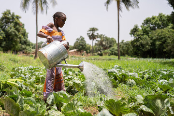 Small black girl with a big and heavy watering can irrgating cabbages in her father's smallholding in West Africa - obrazy, fototapety, plakaty