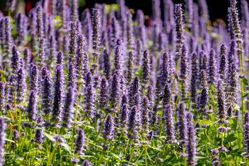 Selective focus of purple blue flower Korean mint in the garden, 
Blue Fortune or Agastache rugosa...