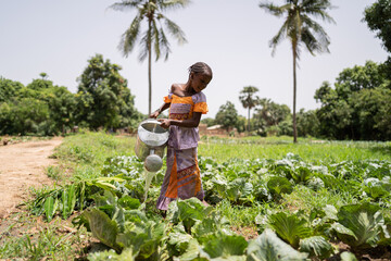 Little black girl carefully watering plants in a vegetable field on the edge of an African village