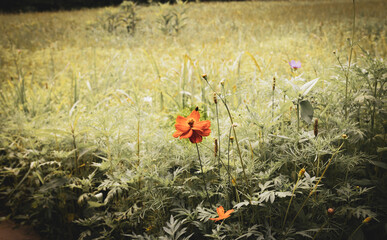 Lone orange flower in a grass field