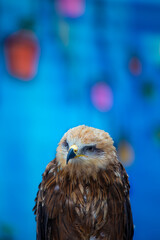 portrait of a hawk