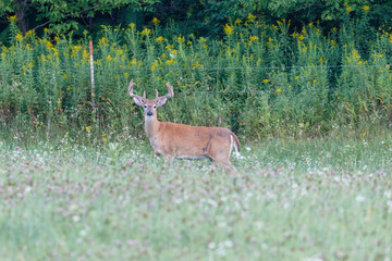 White-tailed Buck (Odocoileus virginianus) in the process of molting with velvet antlers during late summer. Selective focus, background and foreground blur
