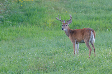 Naklejka na ściany i meble White-tailed Buck (Odocoileus virginianus) in the process of molting with velvet antlers during late summer. Selective focus, background and foreground blur 