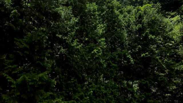 緑濃い夏山と雲が流れる風景をドローンにて上昇撮影
