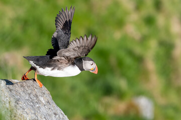 Atlantic puffin (Fratercula arctica) from Norway portrait with negative space 