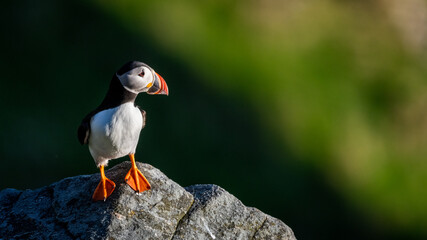 Atlantic puffin (Fratercula arctica) from Norway portrait with negative space 