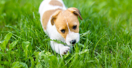 Banner of a cute pet dog puppy as walking and eating grass