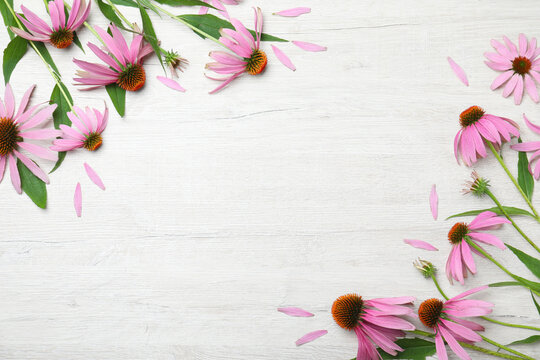 Beautiful echinacea flowers on white wooden table, flat lay. Space for text