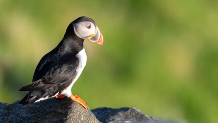 Atlantic puffin (Fratercula arctica) from Norway portrait with negative space 