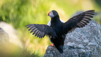 Atlantic puffin (Fratercula arctica) from Norway portrait with negative space 