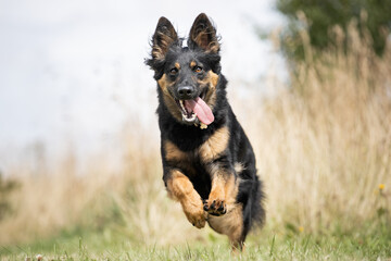 german shepherd dog