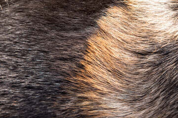 Shepherd dog coat. Can be used as a background.