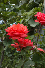 Fototapete bei efototapeten.de bestellen   