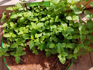 Top view of green mint leaves growing in garden. Sun light shades. Nature.