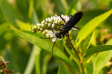 Great Black Digger Wasp on Gooseneck Loosestrife Flowers