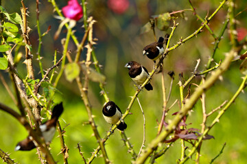White-rumped munia birds on the branches of a rose plant
