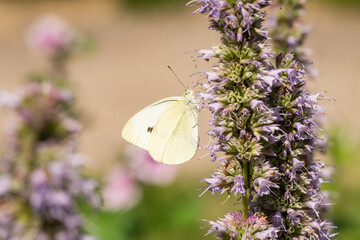 Small Cabbage White Feeding on Hyssop Flowers