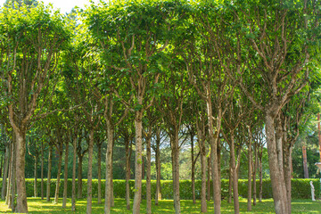 Old linden trees with long straight trunks and branches bent up like candelabra