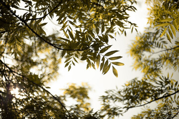branches of a tree