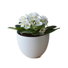 White African violet isolated on white background