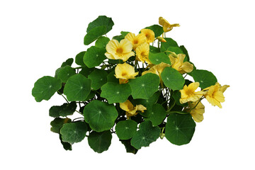 Yellow nasturtium flower plant isolated on white background - obrazy, fototapety, plakaty