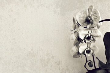 Sympathy card. Orchid on grunge background with copy space, black and white image.