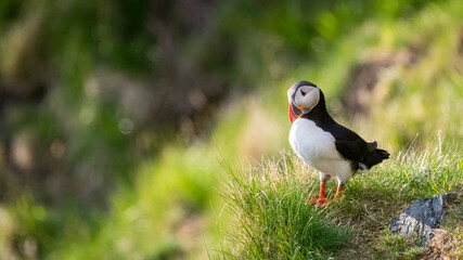 Atlantic puffin (Fratercula arctica) from Norway portrait with negative space 