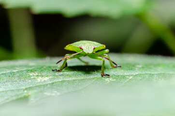 Green shield bug, stage nymph (Palomena prasina)