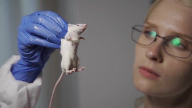 A serious female laboratory assistant in blue medical gloves holds a white mouse by the scruff of the neck and examines it for defects after the experiment. Scientific research. Close-up, slow motion