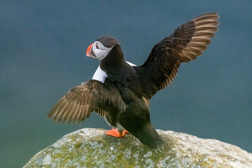 Atlantic puffin (Fratercula arctica) from Norway portrait with negative space 