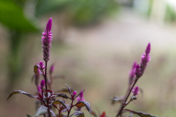 Cockcomb plants are flowering purple and have green stems with a purple tinge