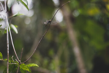 Green background with a dragonfly perched on a branch of a shrub