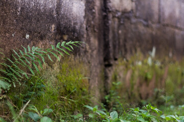 grass mixed with suplir, a type of fern that lives by sticking to the bottom of the damp house walls