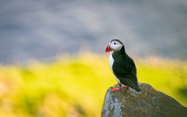 Atlantic puffin (Fratercula arctica) from Norway portrait with negative space 