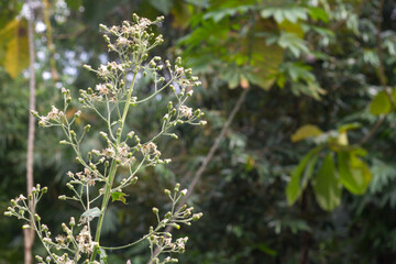 grass with bell-shaped flowers with white pistils and feathers, the flower stalks are numerous and bloom in unison