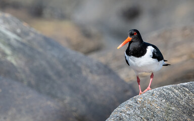 Eurasian oystercatcher (Haematopus ostralegus) walking on land with negative space 