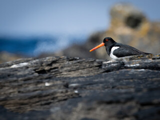 Eurasian oystercatcher (Haematopus ostralegus) walking on land with negative space 