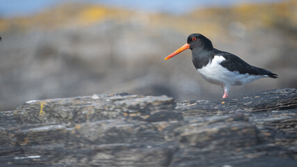Eurasian oystercatcher (Haematopus ostralegus) walking on land with negative space 